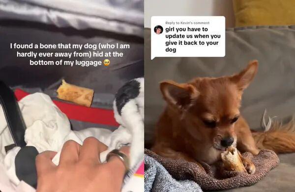 ！毛孩子偷偷塞了件东西全网都被暖哭了…开元棋牌app出差打开行李箱直接泪崩(图2)