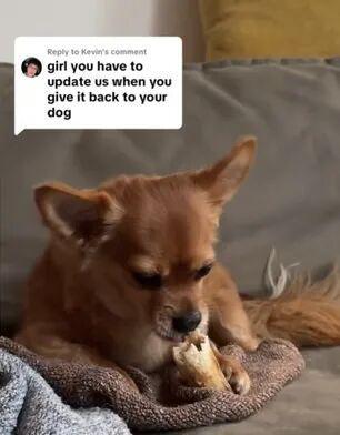 ！毛孩子偷偷塞了件东西全网都被暖哭了…开元棋牌app出差打开行李箱直接泪崩(图3)